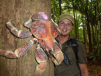 世界最大螃蟹重达12斤 能活40岁