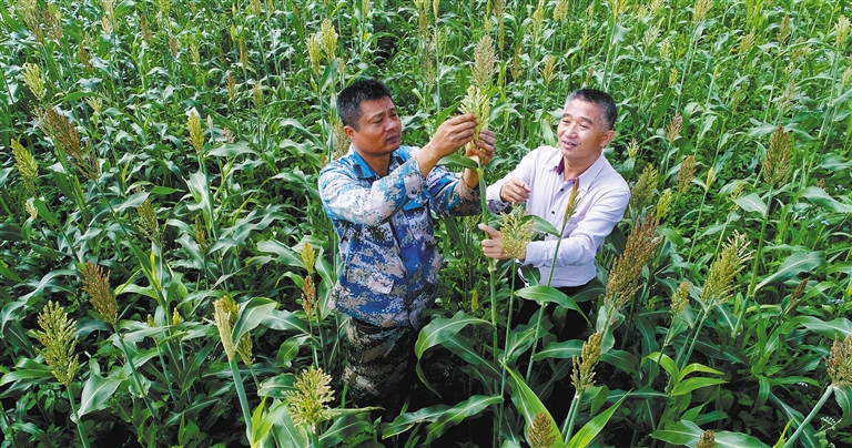 澄迈首次引种台湾甜高粱饲料牧草获成功