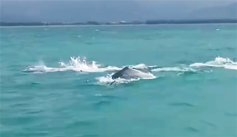 中华白海豚畅游三亚崖州湾