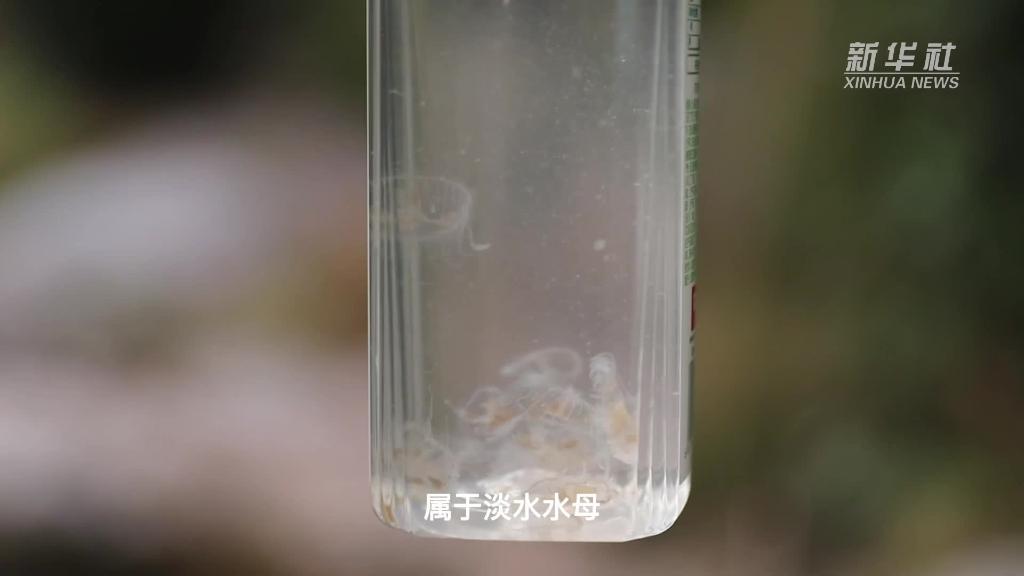 “活化石”桃花水母再现海南五指山