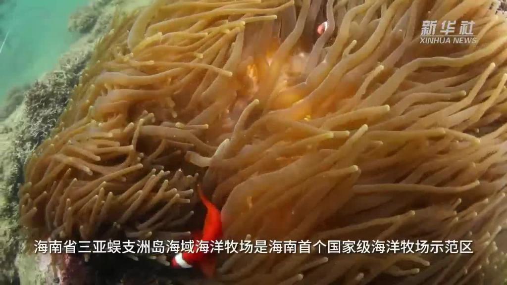 王丰国：天涯海角“牧”海人